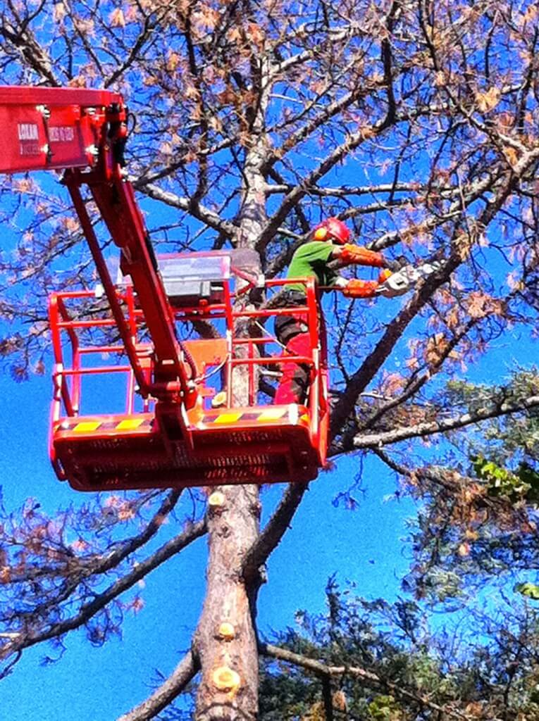 Entreprise élagage arbre oise