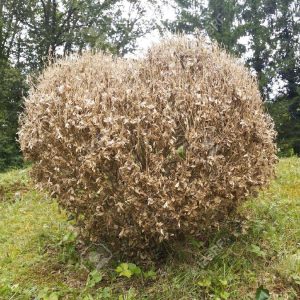 Pyrale du buis : traiter et lutter contre la chenille invasive du buis -  Chieze