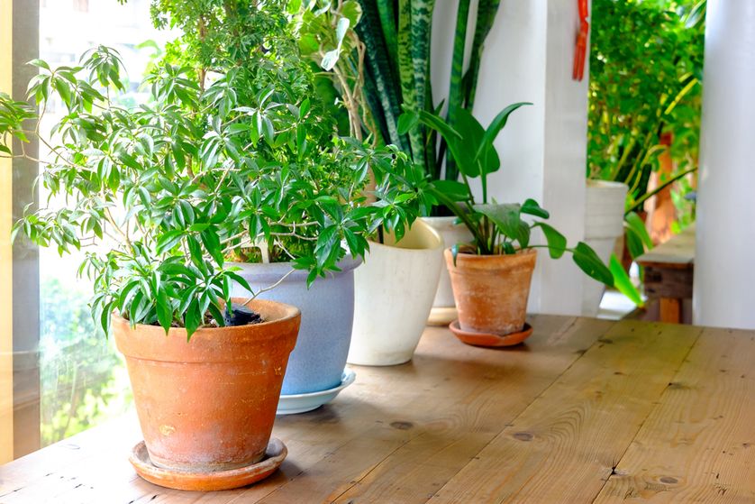 Plantes vertes d'intérieur : comment bien les nettoyer ?