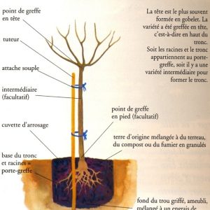 Planter à racines nues : quand, pourquoi, comment ?